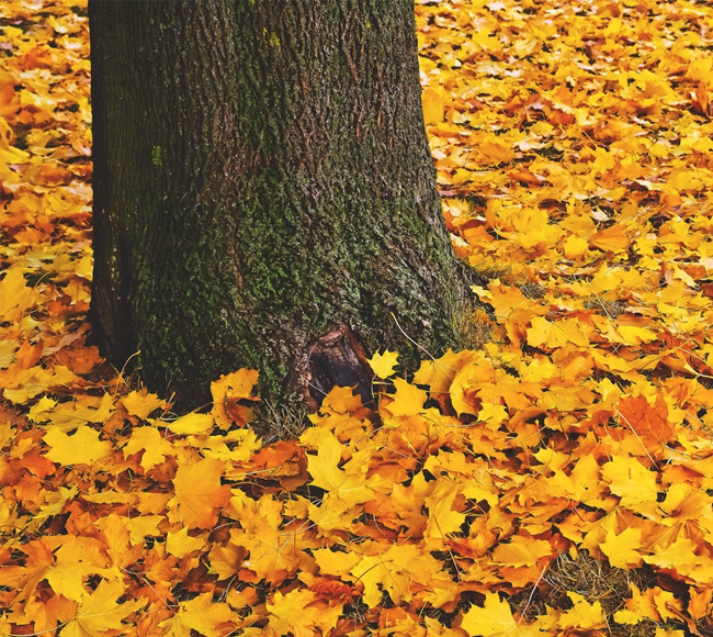 Complete Seasonal Yard Cleanup Services