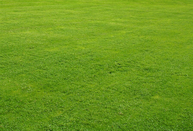 Complete Lawn Maintenance Services