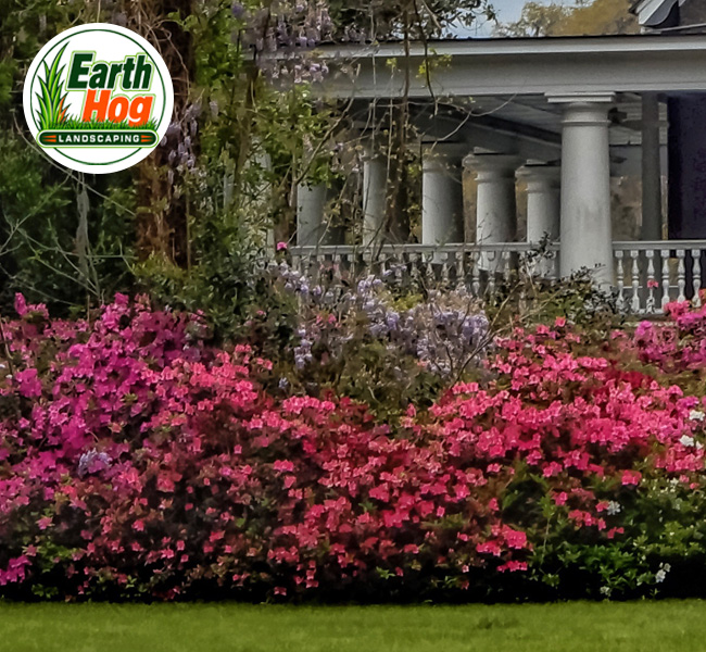 North Carolina Professional Tree & Plant Care
