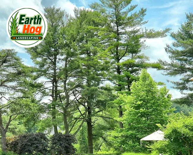 North Carolina Professional Tree Trimming & Pruning