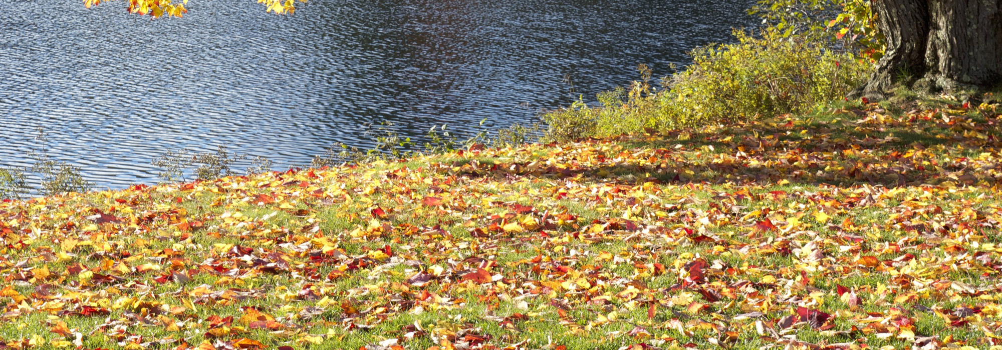 Professional Seasonal Yard Cleanup Services in North Carolina