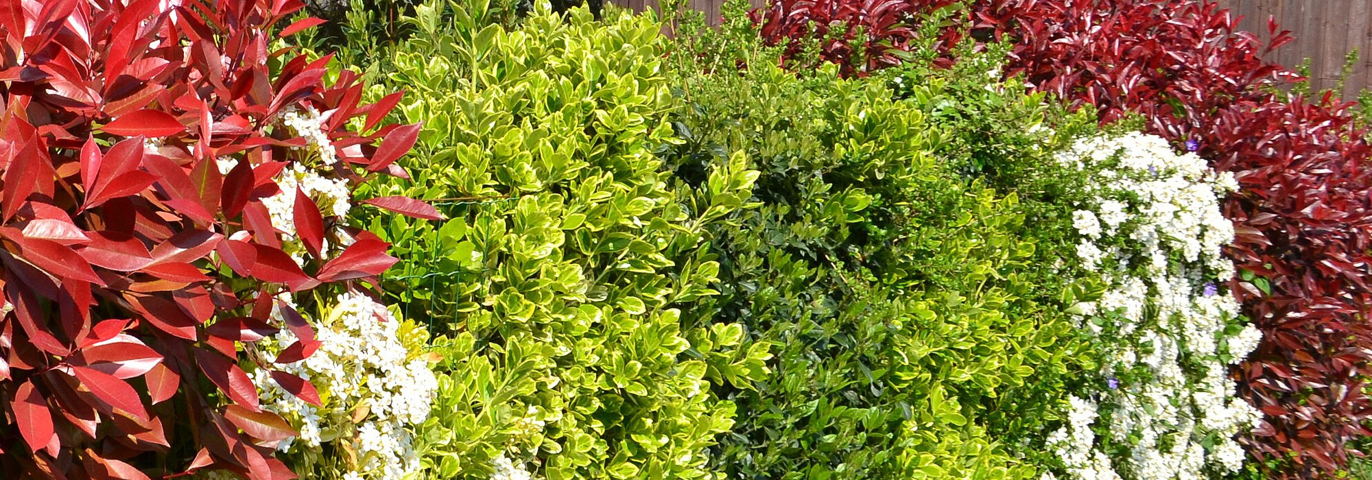 Professional Shrub Trimming & Brush Clearing Services in North Carolina