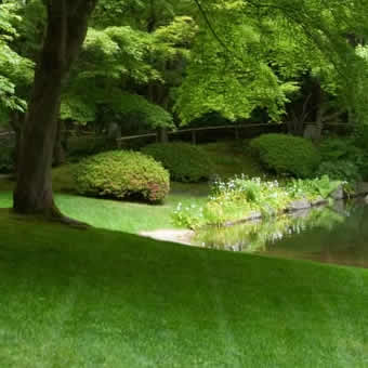 Sod Installation