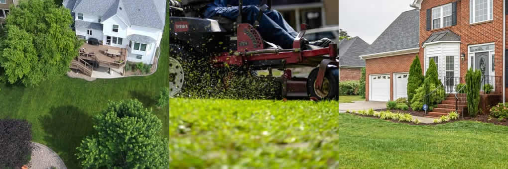 Shrub Pruning Trimming Services