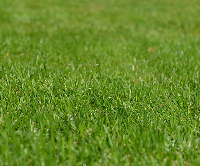 Complete Lawn Aeration & Seeding Services