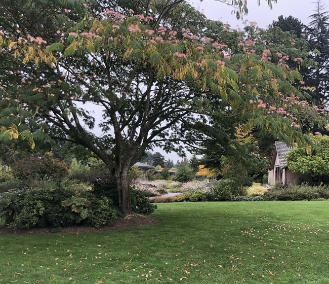 Complete Tree Trimming & Pruning Services